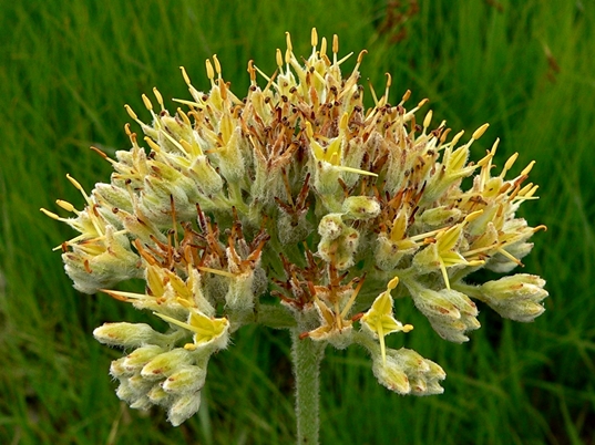 {Lachnanthes caroliniana}